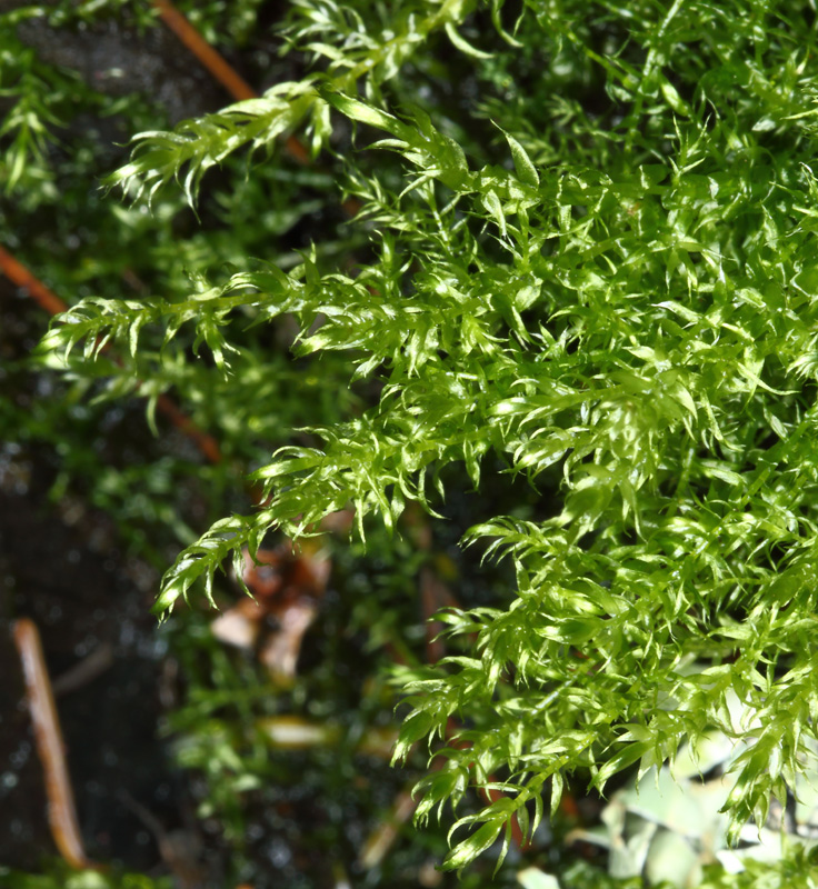 Leptodictyum riparium